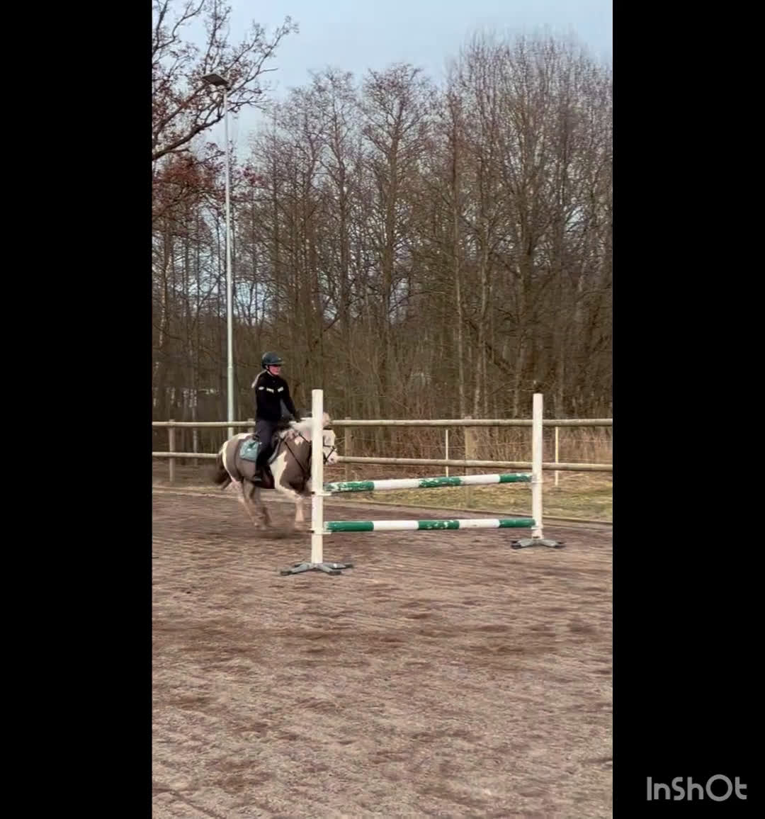 Hoppning hästar till salu: Allsidig b-ponny till rätt ryttare - Video 2