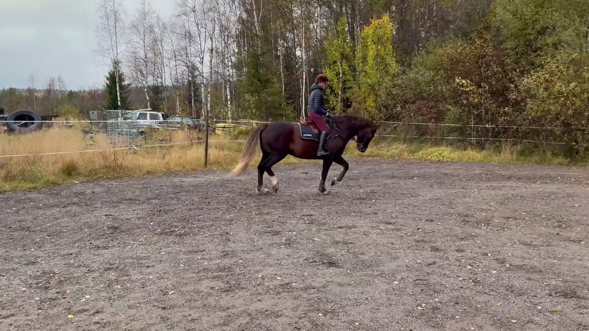 Allround hästar till salu: Irländskt sto i Vindeln - Video 2