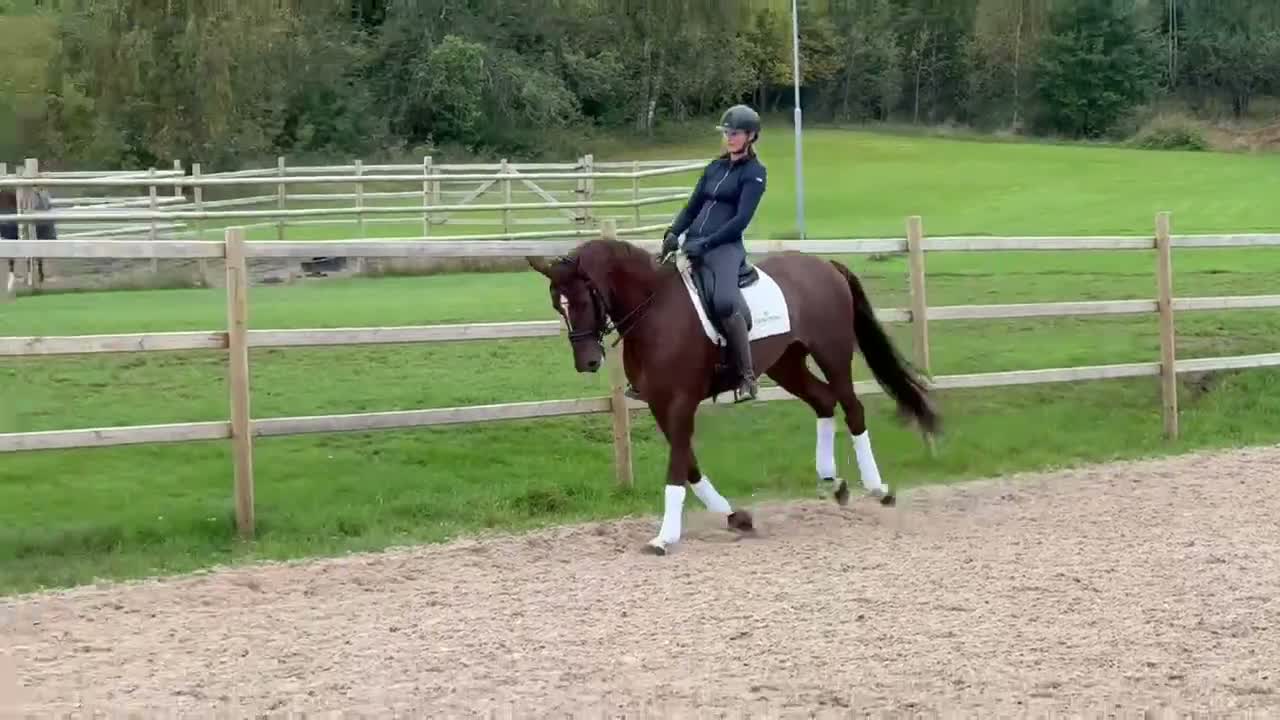 Dressyr hästar till salu: Välstammat sto med potential  - Video 2
