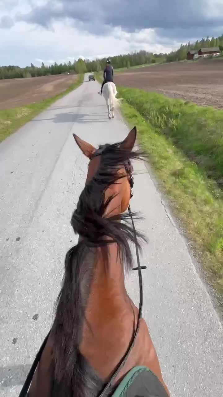 Allround hästar till salu: Fullblodsvalack söker nytt kärleksfullt hem - Video 3