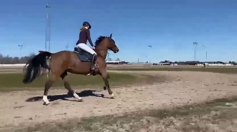 Hoppning hästar till salu: Häftigt sto med kapacitet  - Video 2