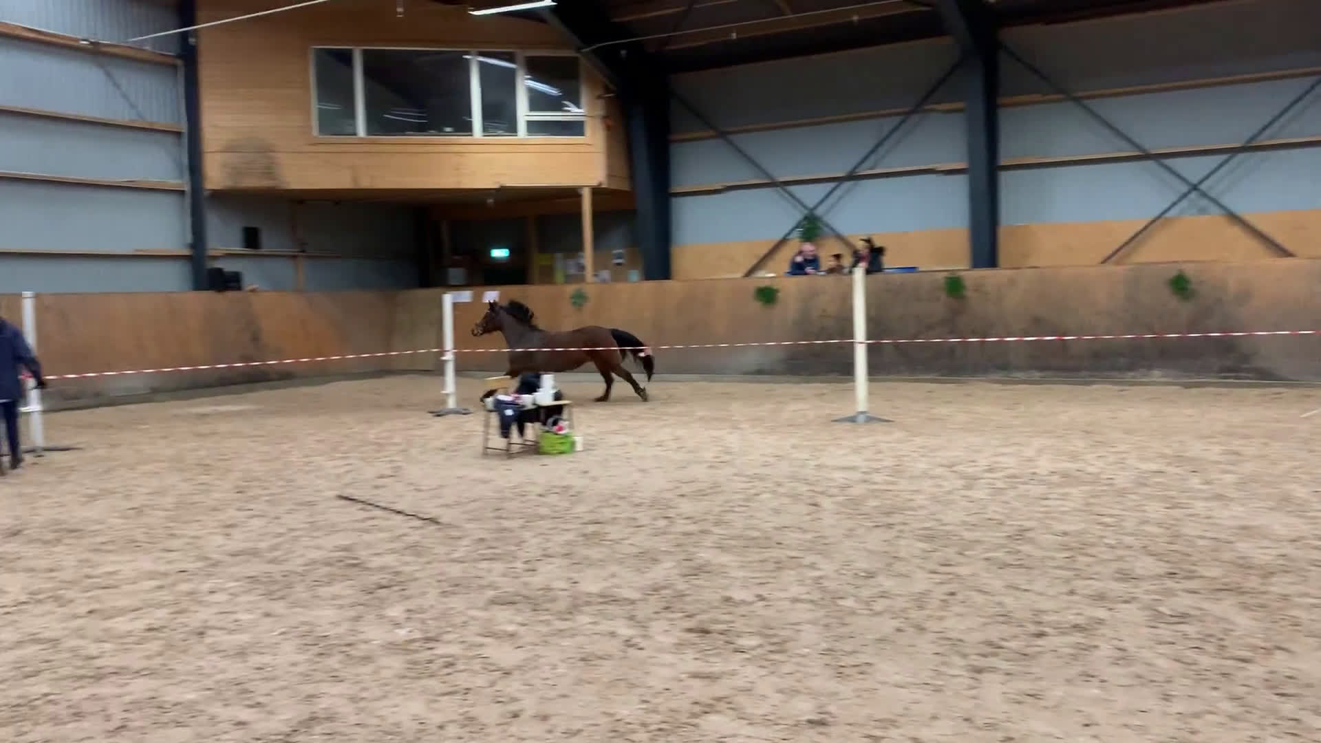 Allround hästar till salu: Trygg läromästar ponny i Ängelholm - Video 2