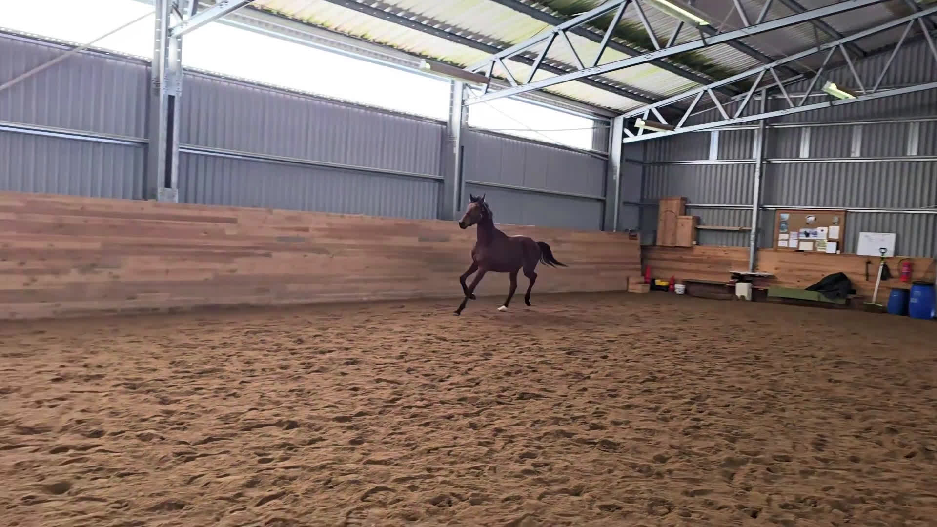 Dressyr hästar till salu: Stam i världsklass STO PATHENON-HERMES-KRACK C i Fellingsbro - Video 2