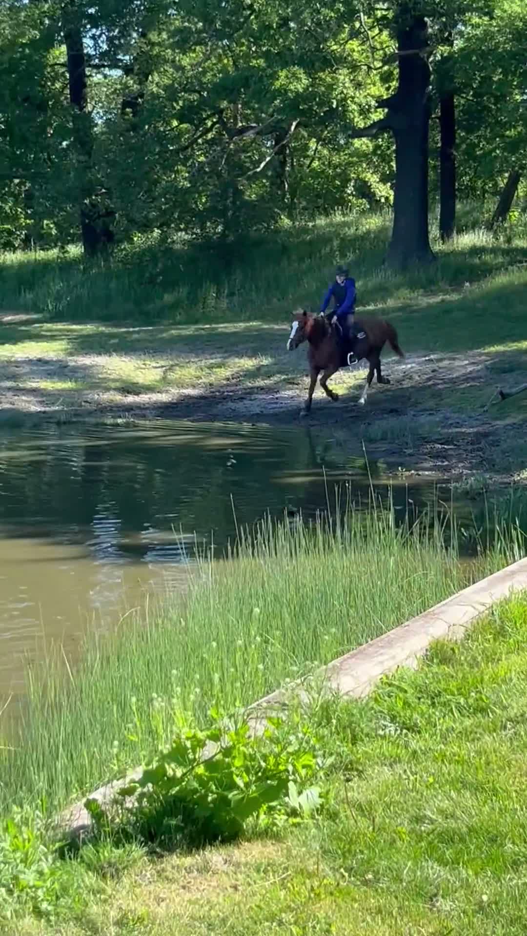 Allround hästar till salu: Trygg mor/dotter allroundponny i Vallentuna - Video 5