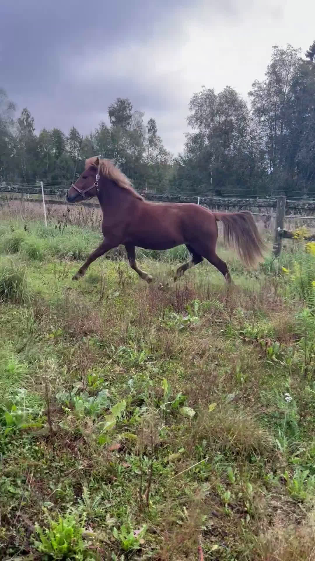 Island hästar till salu: Vackert välstammat sto - Video 1