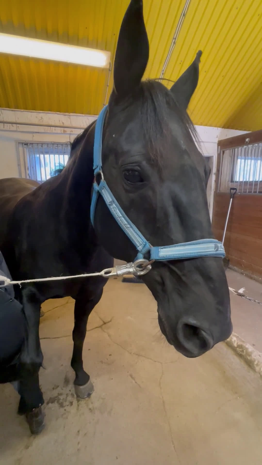 Allround hästar till salu: Fantastisk snällt sto till salu i Brålanda - Video 4