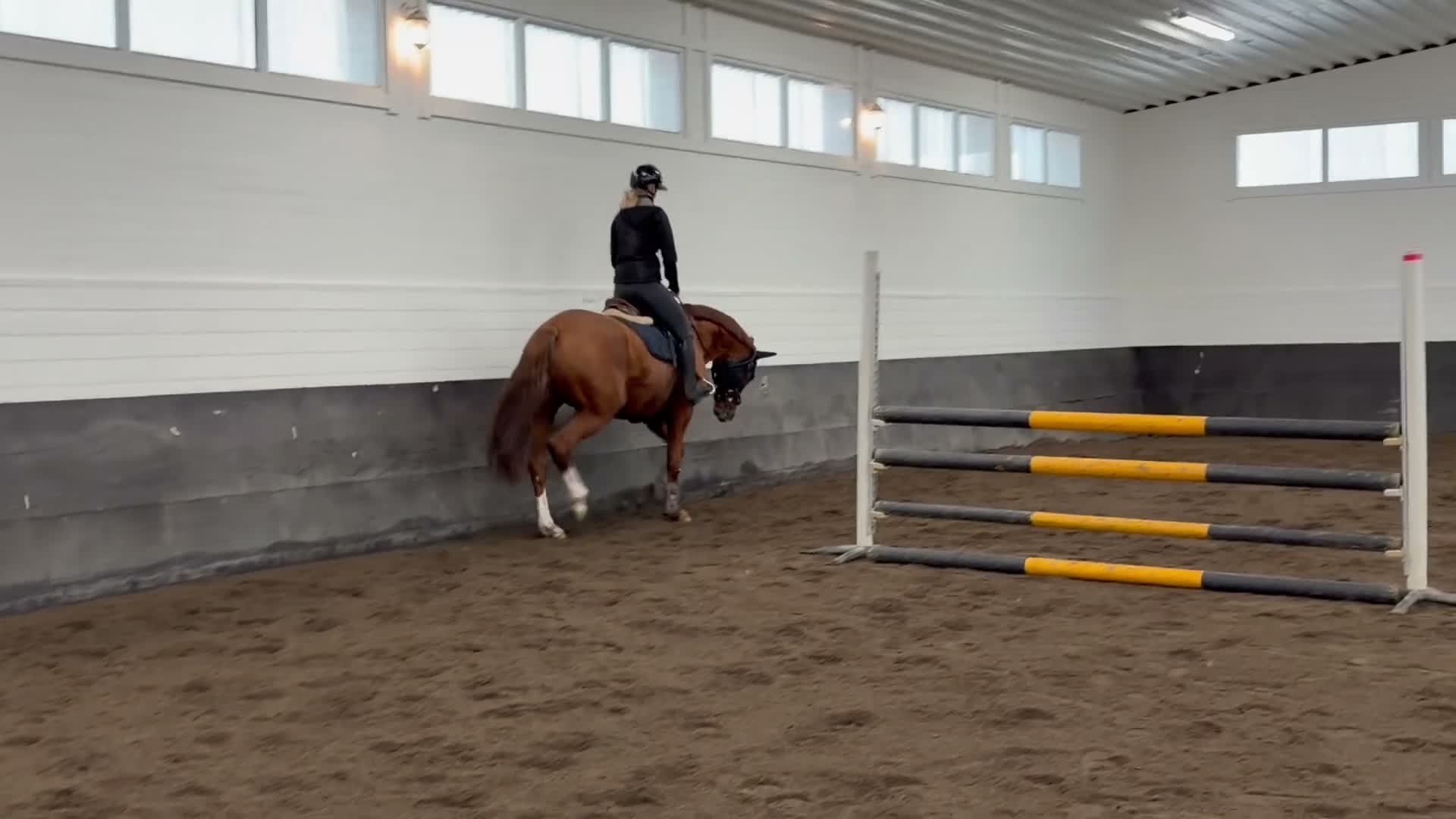 Allround hästar till salu: Sto med stor potential  - Video 2