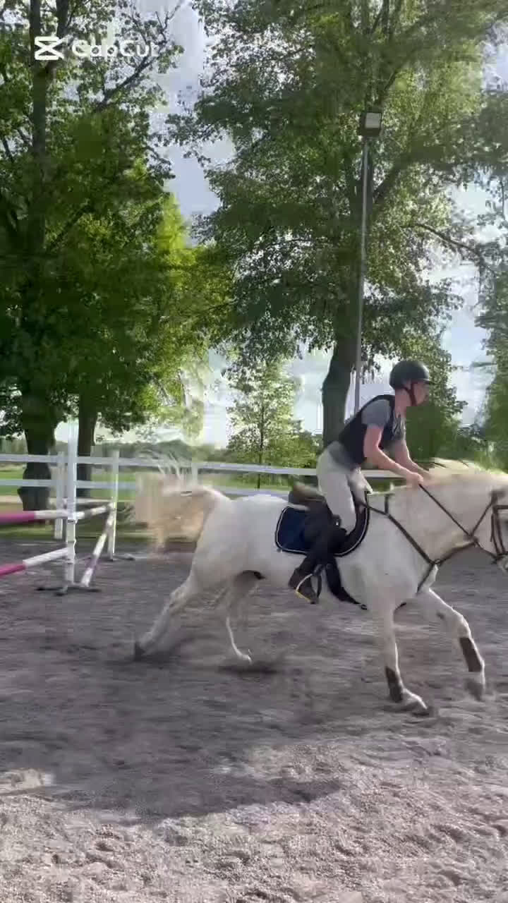 Allround hästar till salu: Connemara valack bytes till storhäst?  i Sollentuna - Video 2