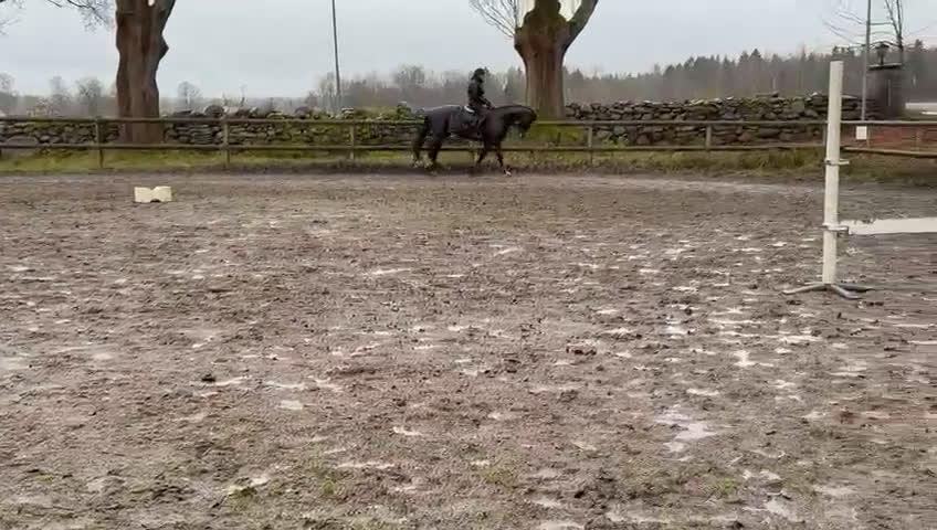 Hoppning hästar till salu: Trevligt SWB-sto i Kumla - Video 2