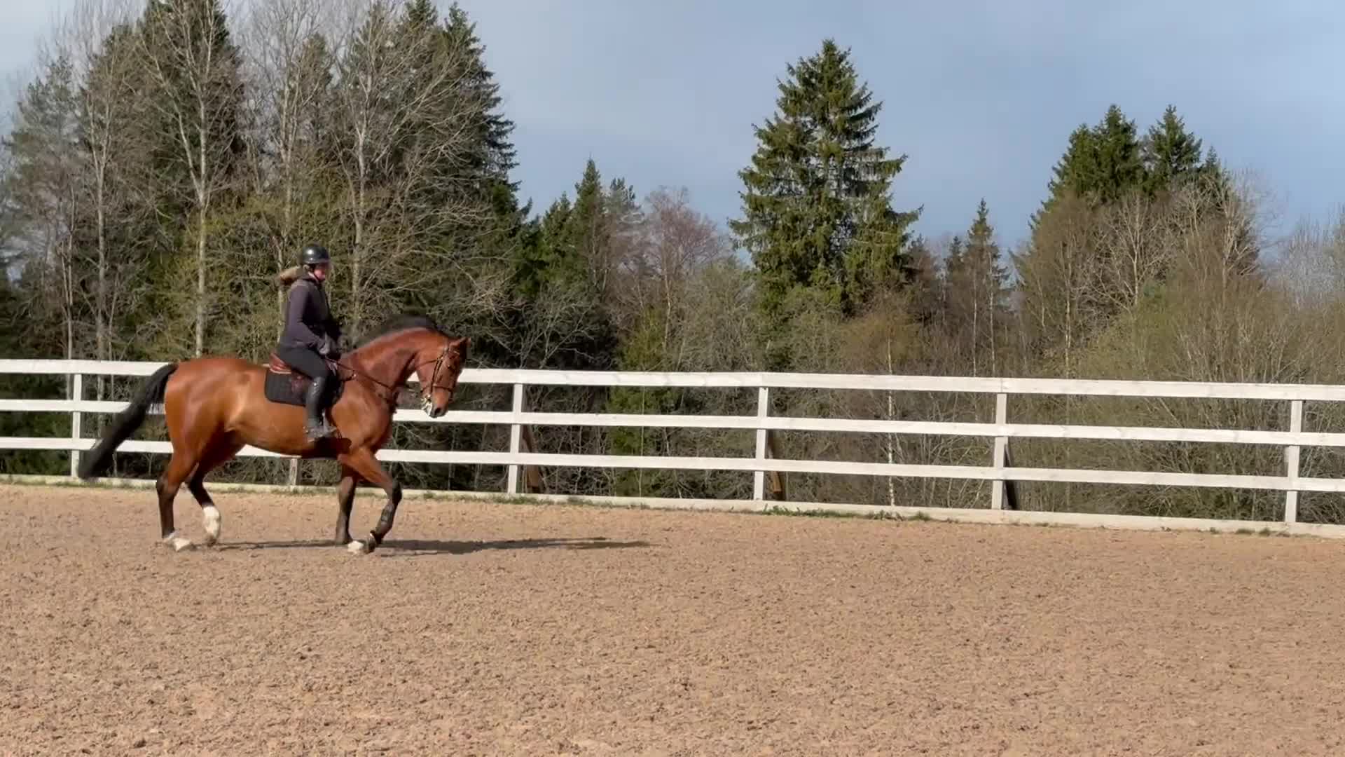 Hoppning hästar till salu: Hopphäst  - Video 2
