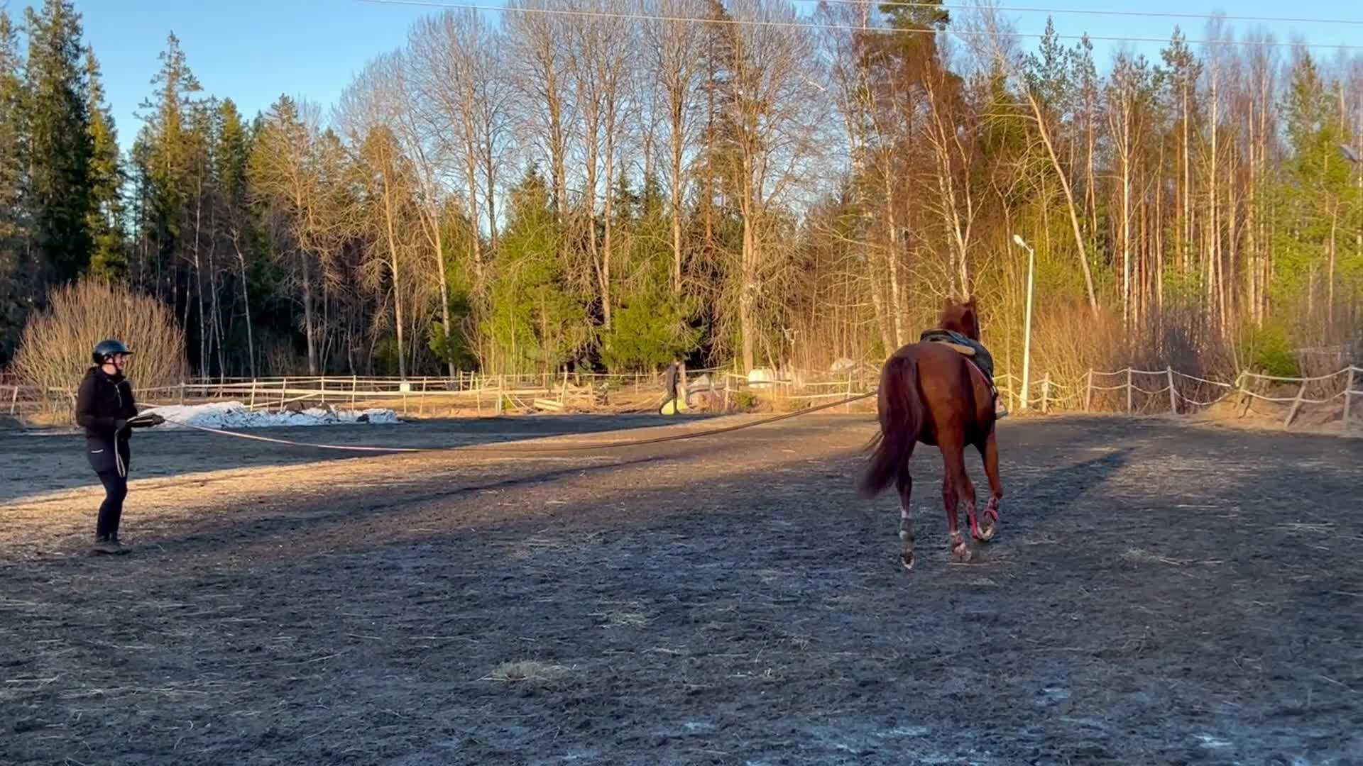 Allround hästar till salu: Mycket trevlig unghäst - Video 2