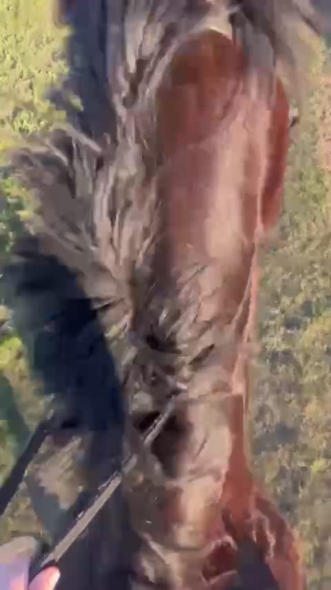  medryttarhäst finnes: Världens snällaste häst söker medryttare❤️ i Dösjebro - Video 3