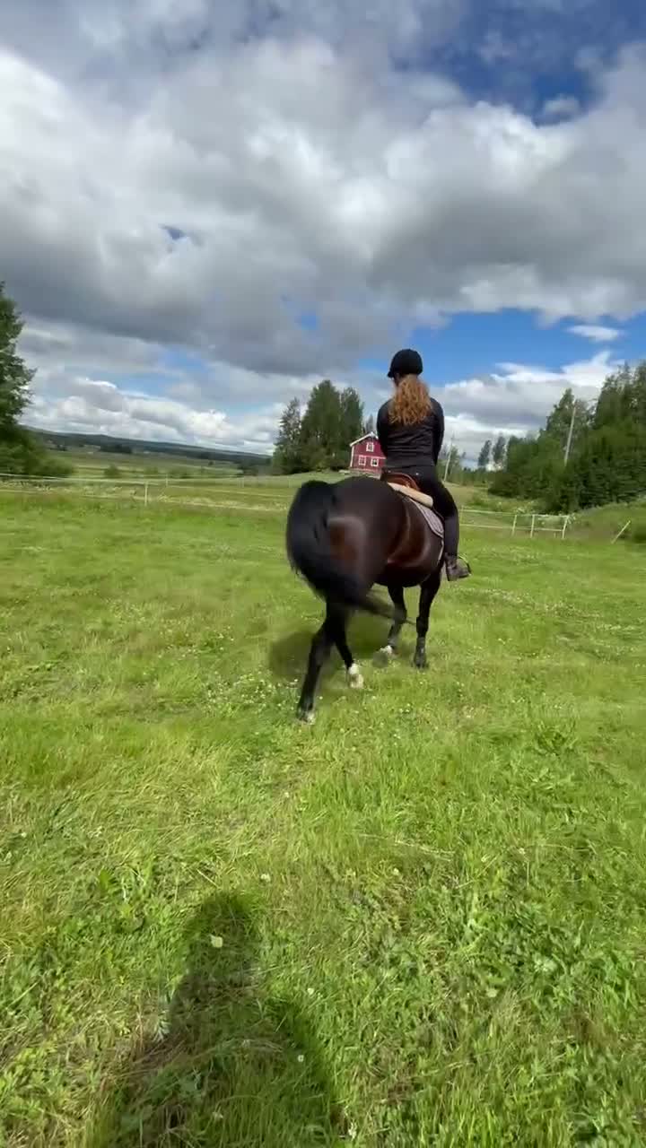 Sällskap hästar till salu: Vacker kille söker sitt för evigt hem! i Umeå - Video 1