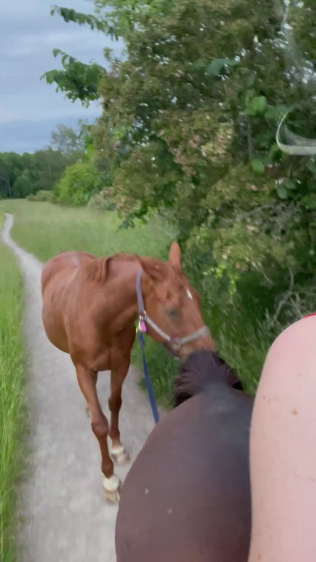 Sällskap hästar till salu: SKÄNKES: lättskött klokt sällskap - Video 1