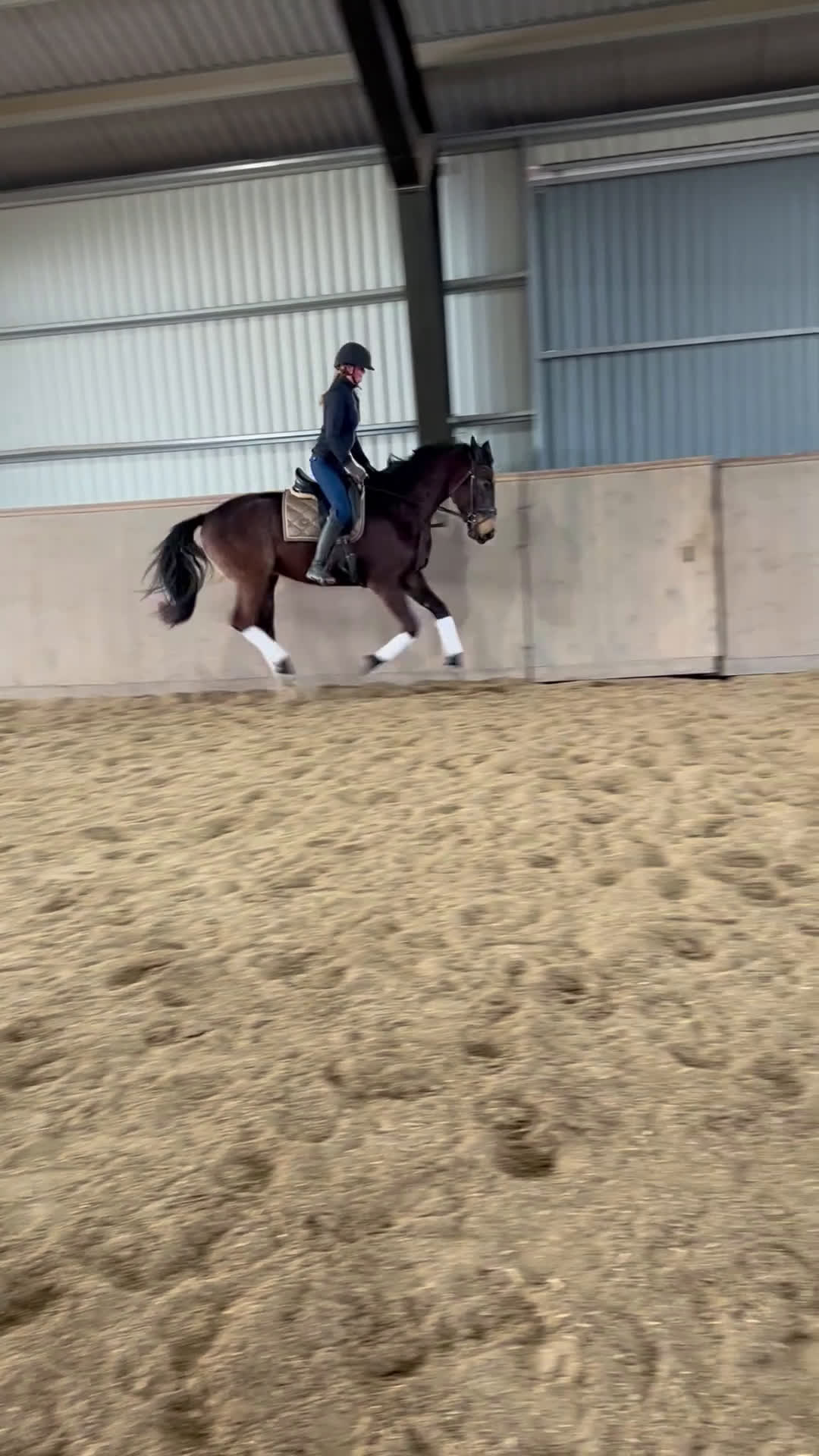 Allround hästar till salu: En bästa vän - Video 1