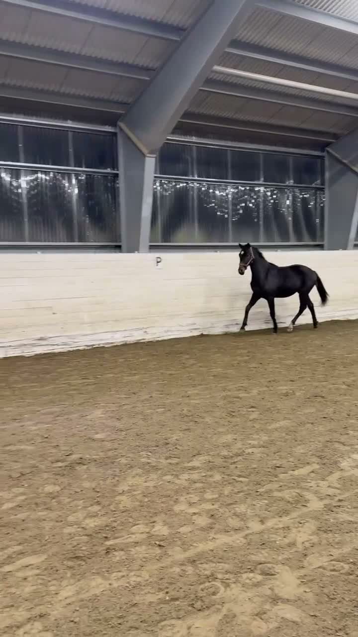 Dressyr hästar till salu: Åring för framtiden - Video 1