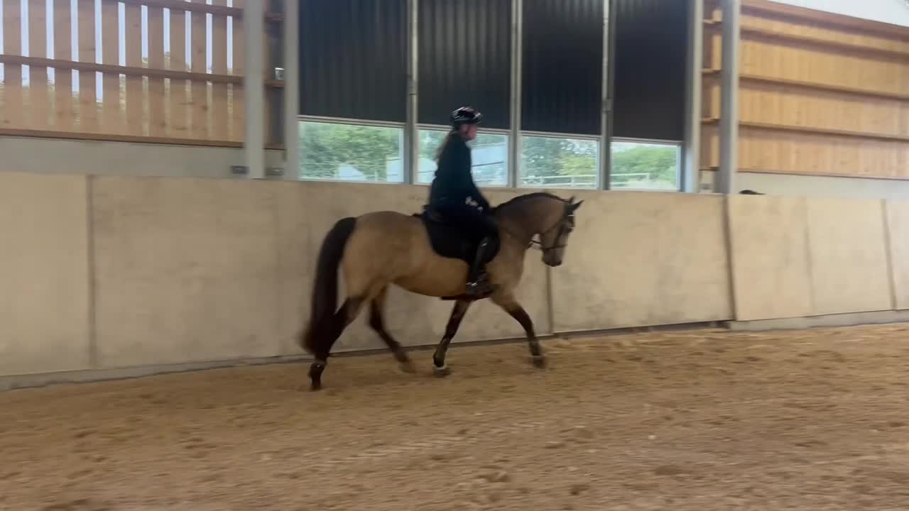 Hoppning hästar till salu: D-ponny fin med hoppteknik och stort hjärta - Video 2