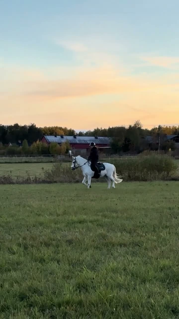 Allround hästar till salu: Vit liten prins söker nytt hem - Video 3
