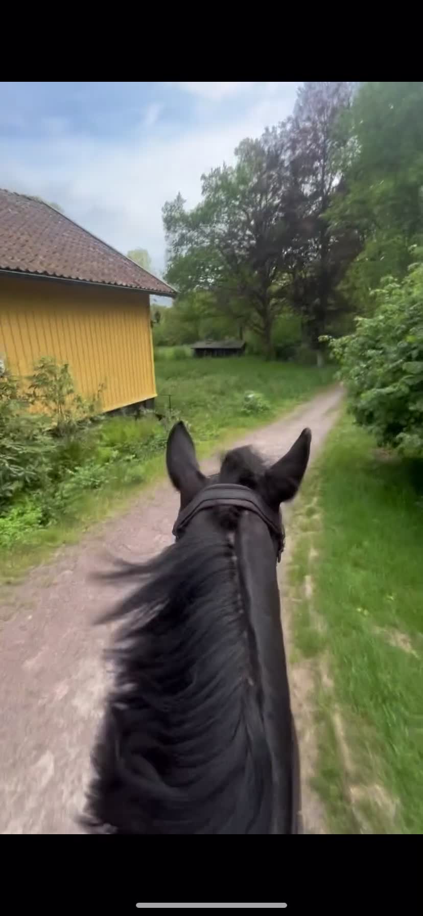  medryttarhäst sökes: Söker häst 1-2 dagar/vecka! - Video 3
