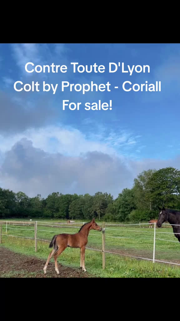 Hoppning hästar till salu: Fynda lovande unghästar  i Asarum - Video 2