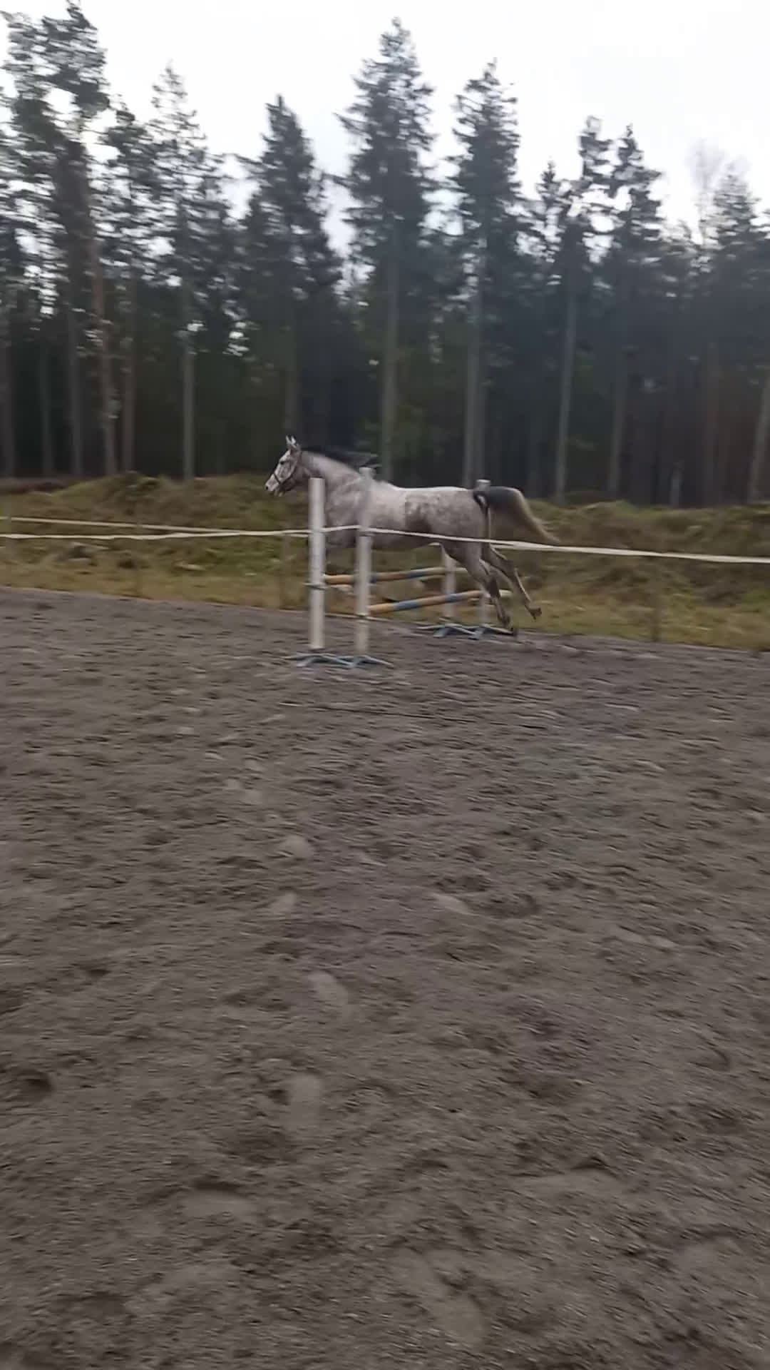 Allround hästar till salu: Trevlig kille i Torsås - Video 2