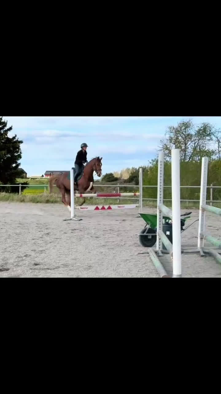 Hoppning hästar till salu: Vackert sto i Vikbolandet - Video 3