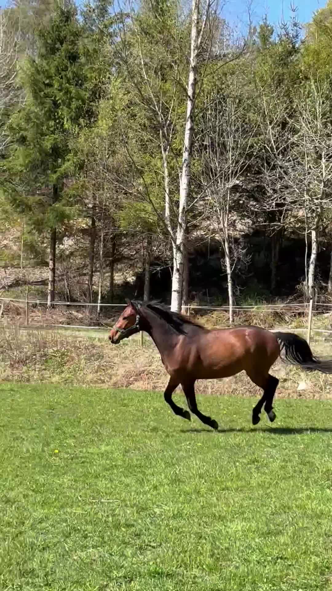 Hoppning hästar till salu: Blivande hopp/dressyr ponny - Video 2
