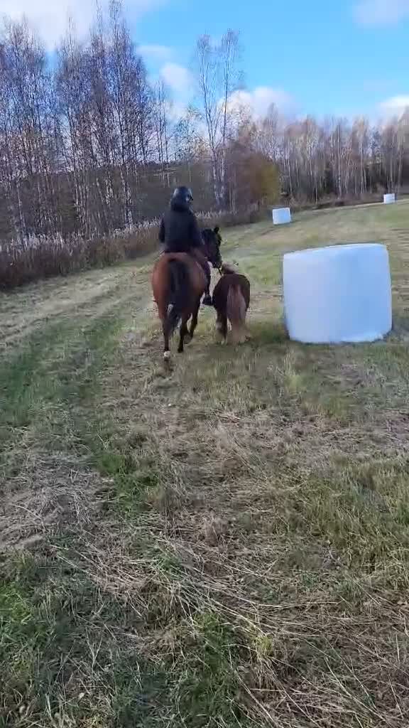 Dressyr hästar till salu: Väluppfostrad D-ponny med stor potential! - Video 3