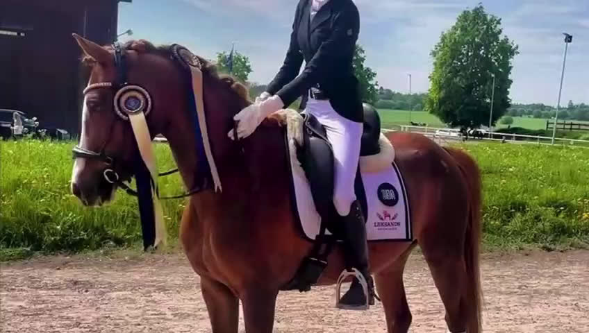 Dressyr hästar till salu: Otroligt fint D-ponnysto född 2011 i Sundborn - Video 1