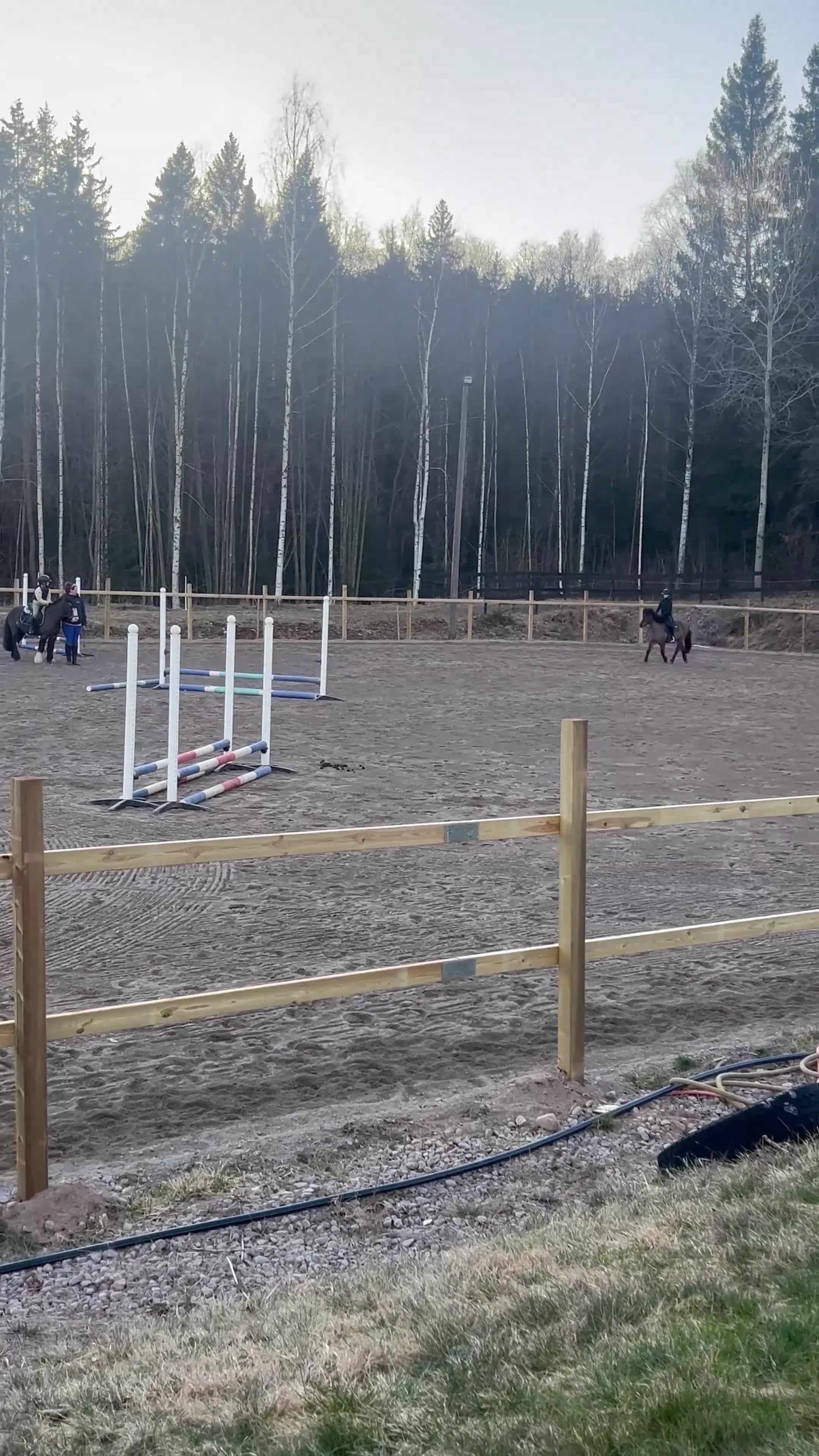 Dressyr hästar till salu: 🌟Sibborp’s Elwira🌟 - Video 3