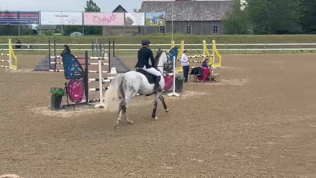 Hoppning hästar till salu: 5 årig valack i Flyinge - Video 1