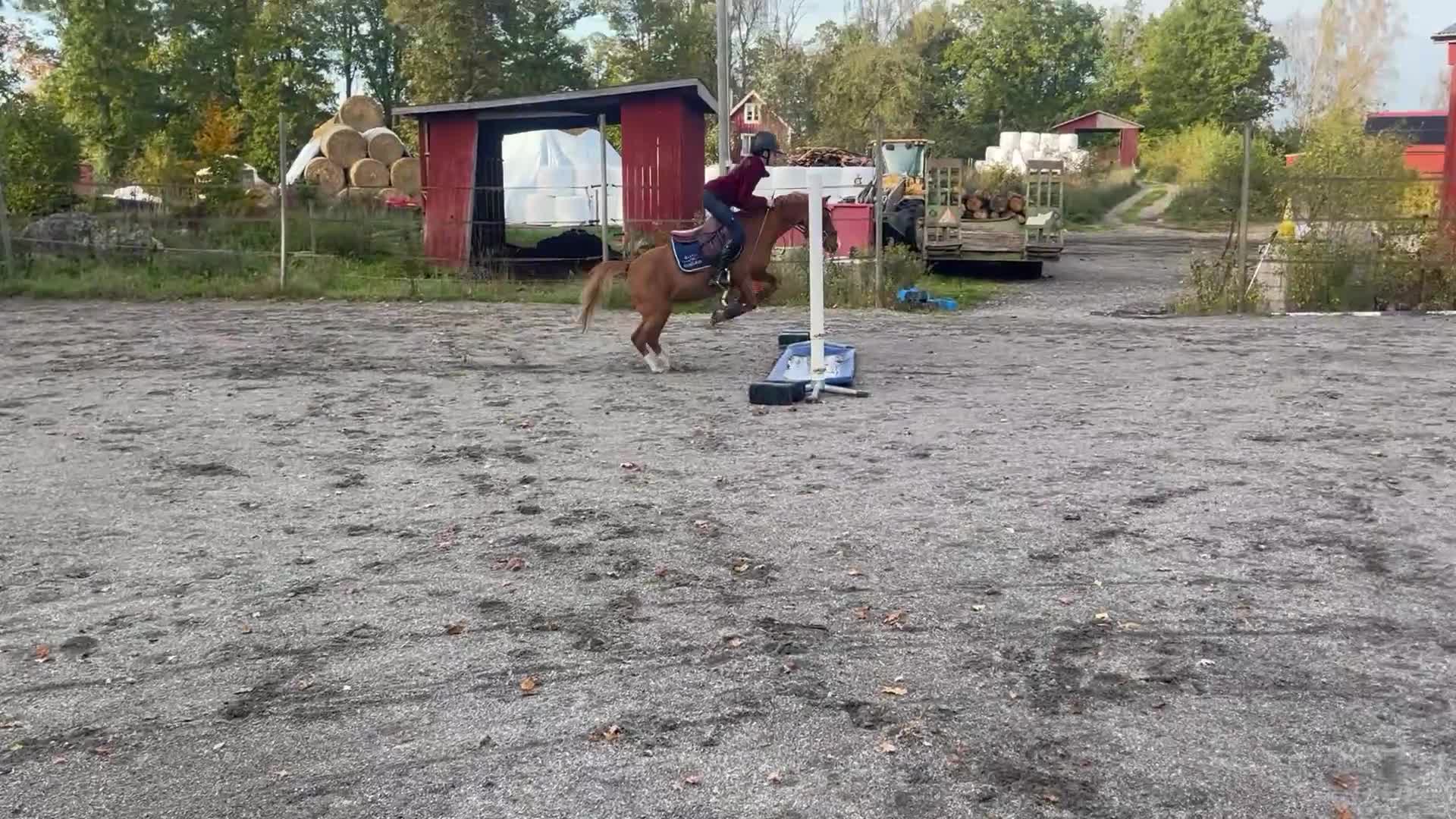 Allround hästar till salu: Charmig och snäll B ponny  - Video 2