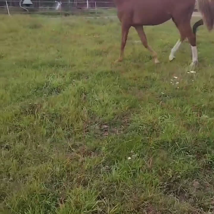 Dressyr hästar till salu: AKUT platsbrist! Super fin åring -SÅLD i Lammhult - Video 1