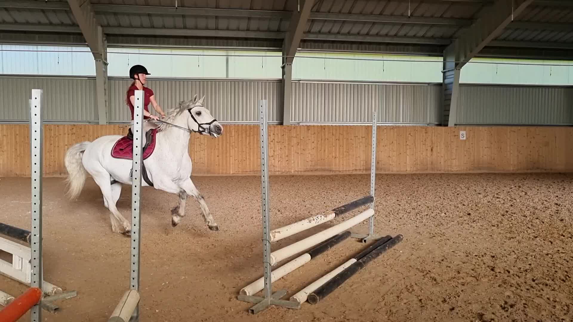 Allround hästar till salu: Donatello 🌸 - Video 5