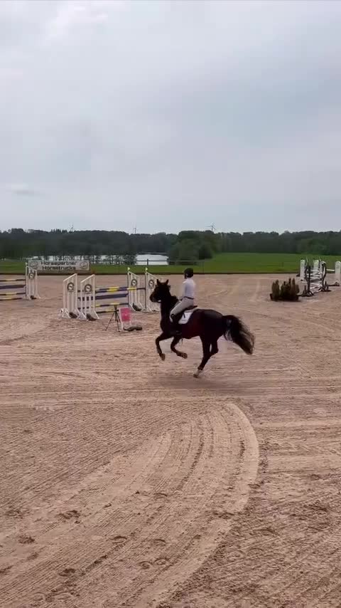 Hoppning hästar till salu: 140+ Scope och gentleman! - Video 1