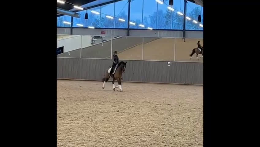 Dressyr hästar till salu: FEI-ponny med power under hovarna i Nacka - Video 2