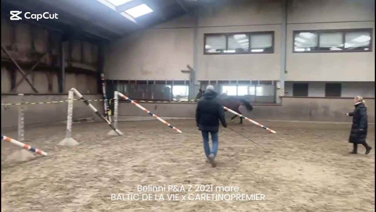 Hoppning hästar till salu: Välstammat 5årigt sto - Video 1