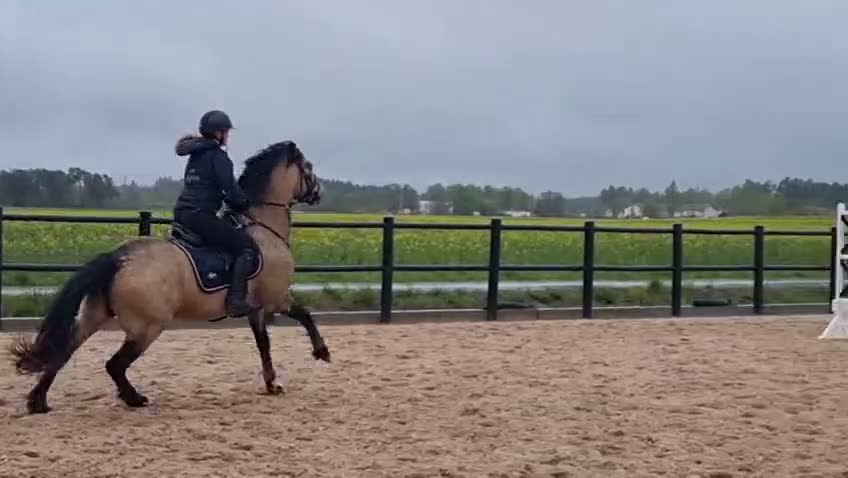 Hoppning hästar till salu: Vacker D-ponny  - Video 2