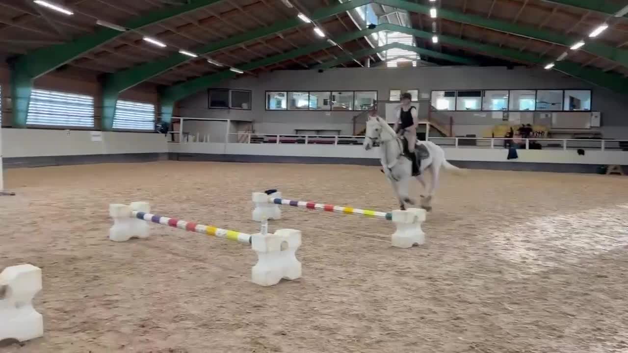 Allround hästar till salu: Världens finaste Boy - Video 3