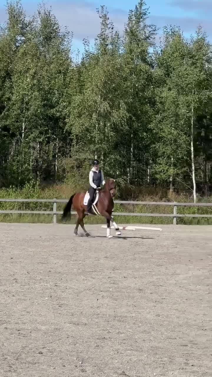 Allround hästar till salu: En bästa vän - Video 1