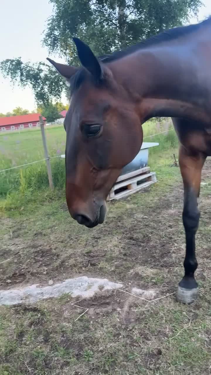 Allround hästar till salu: Zebbe söker rätt hem❤️ i Vimmerby - Video 1