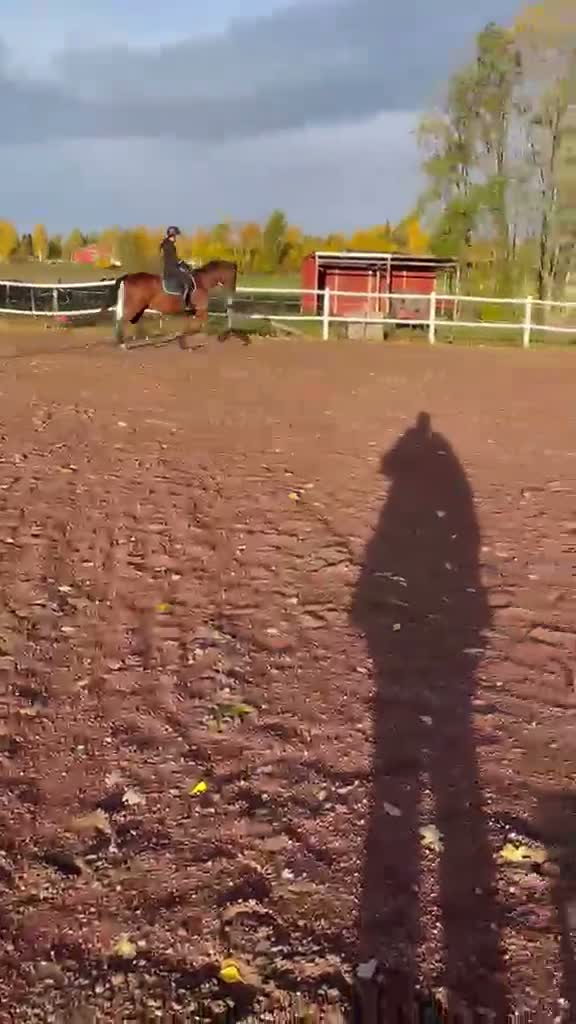 Allround hästar till salu: Lyxhäst för alla grenar🤩 - Video 1