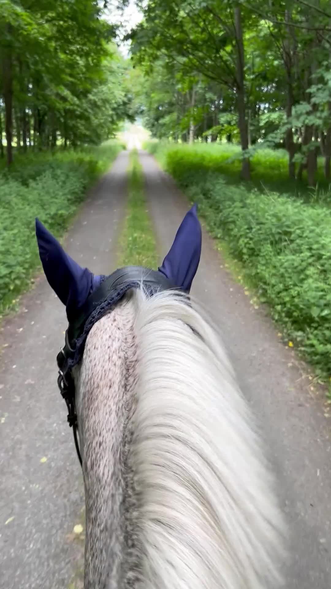  medryttarhäst finnes: Söker fodervärd - Video 1