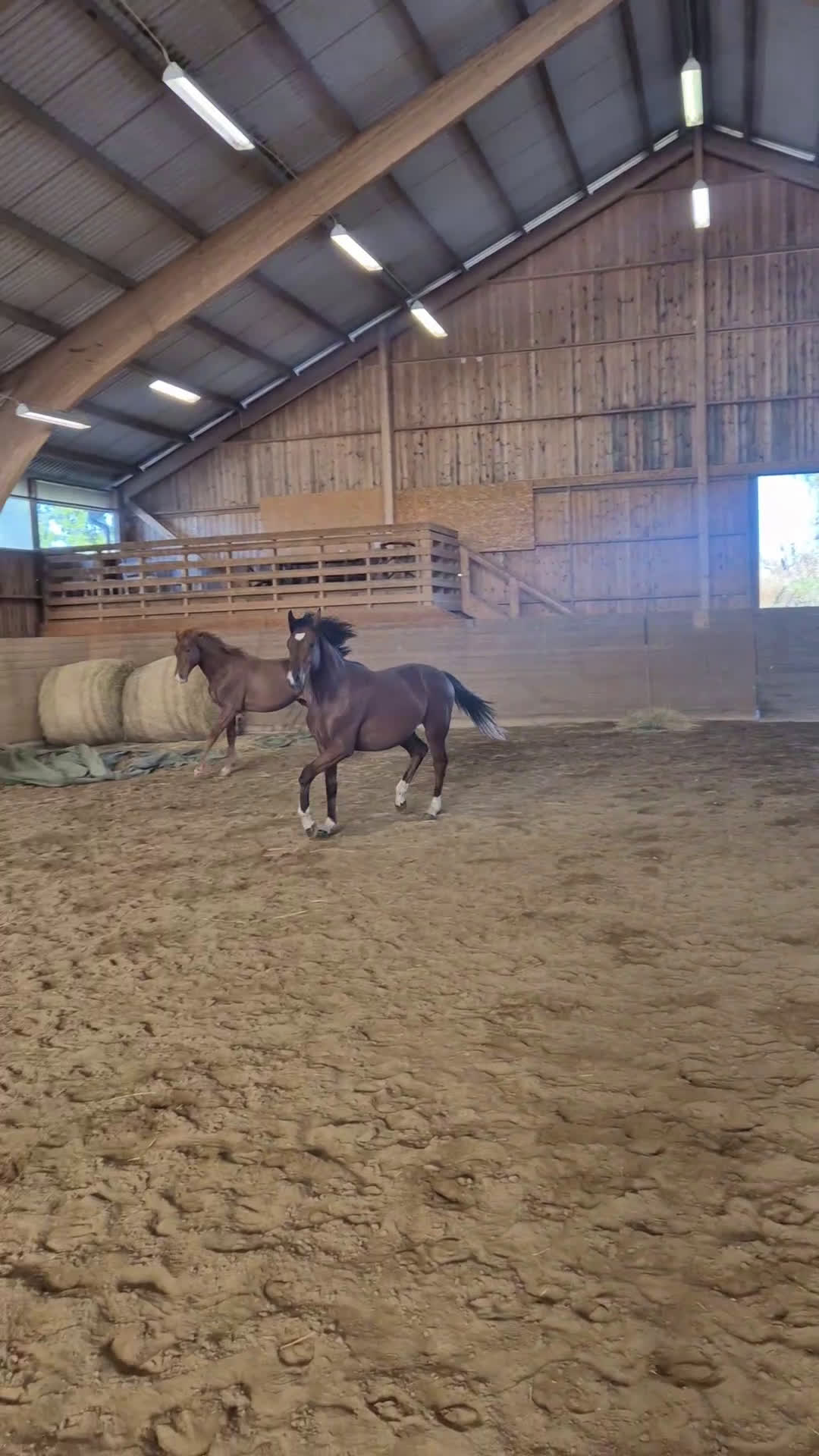 Dressyr hästar till salu: Valack e. Raccon född 2024 i Ransta - Video 5