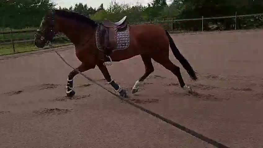 Dressyr hästar till salu: Fantastiskt fin spansk valack i Kalmar - Video 1