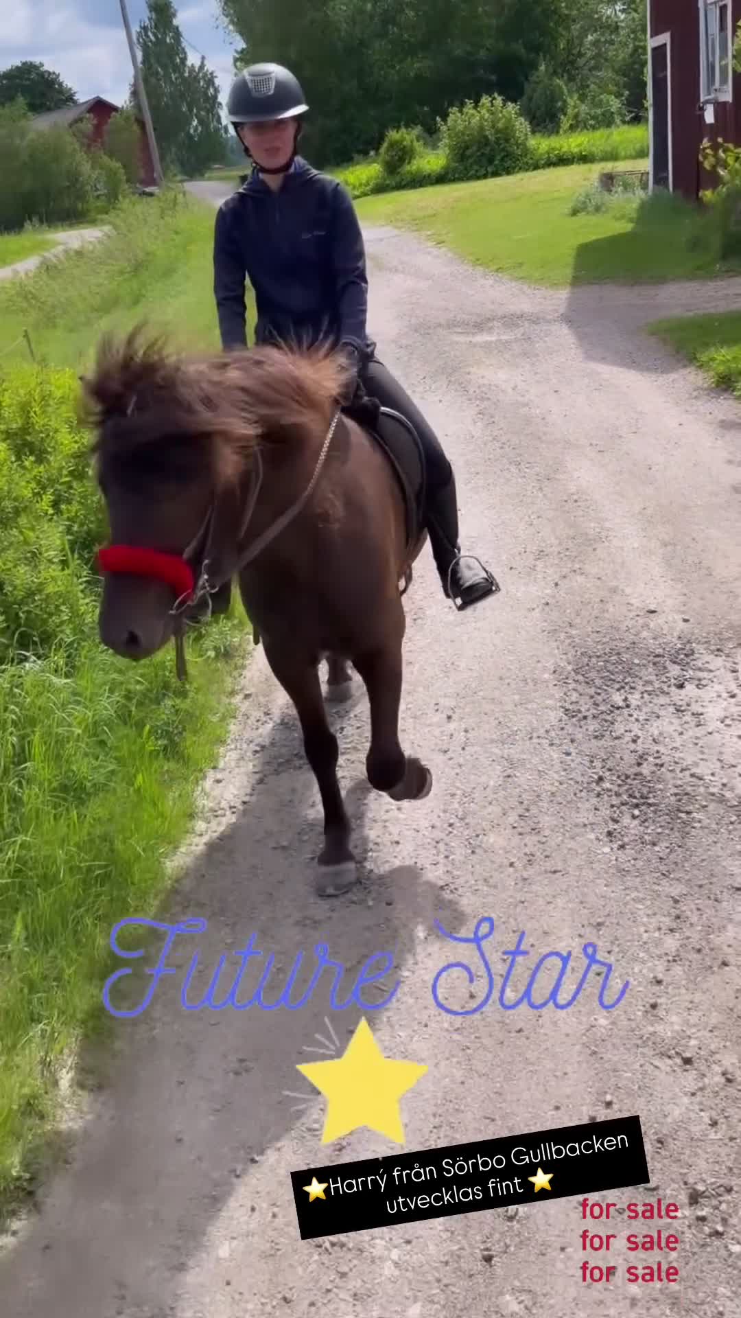 Island hästar till salu: Harrý från Sörbo Gullbacken  - Video 1