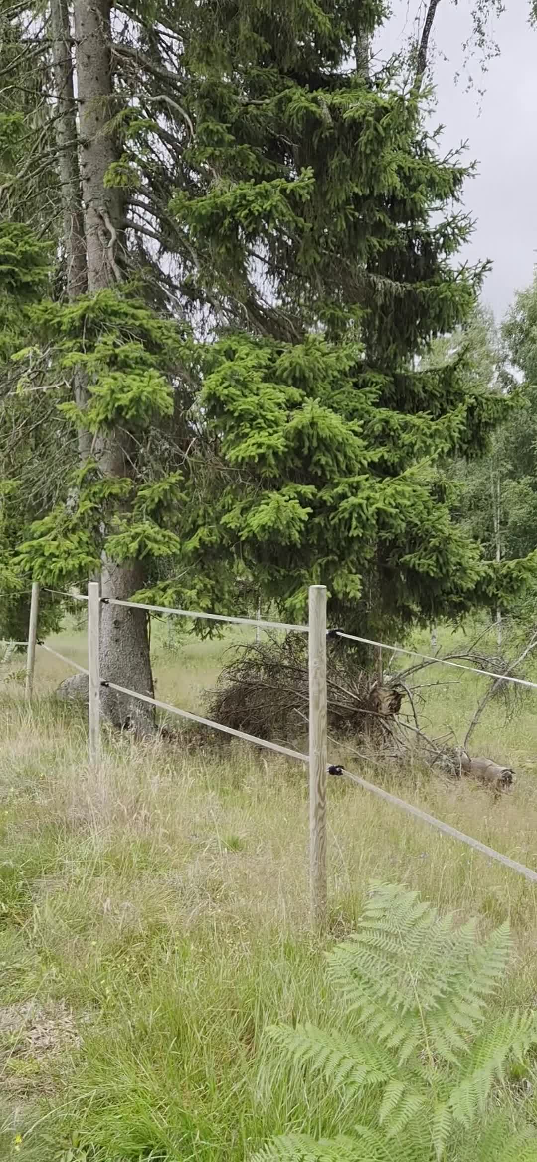  foderhäst sökes: Valack sökes i Mullsjö - Video 1