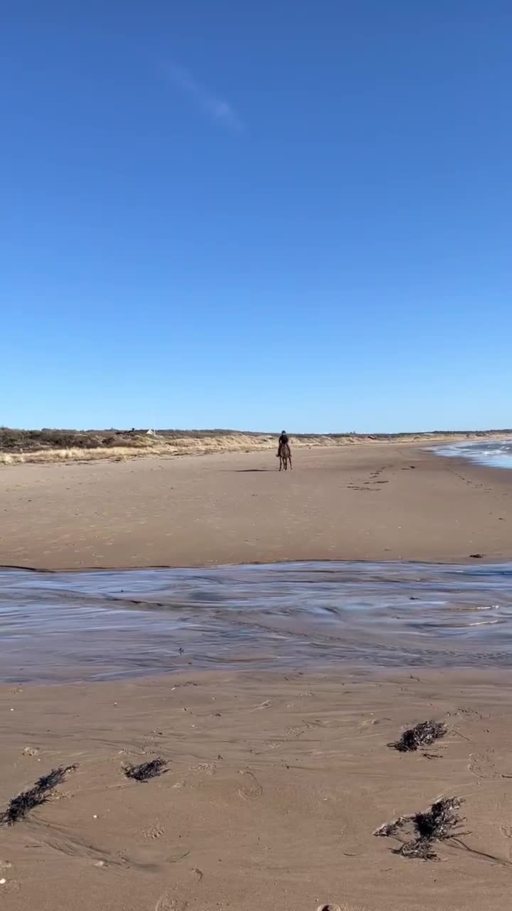 Hoppning hästar till salu: En pärla för tävling och äventyr - Video 3