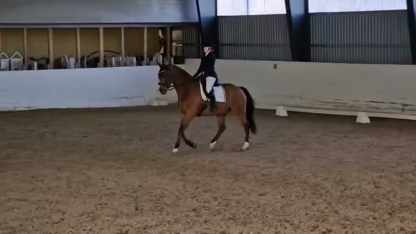 Dressyr hästar till salu: Snäll och bra på allt - Video 3