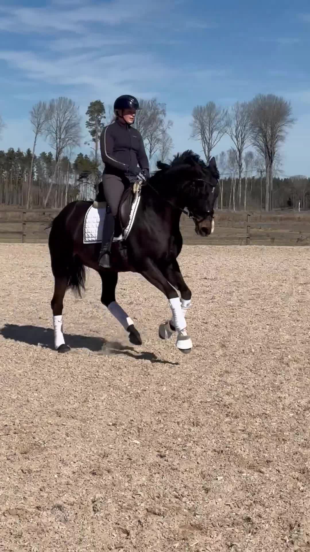 Dressyr hästar till salu: Elegant dressyrsto med det lilla extra  - Video 2